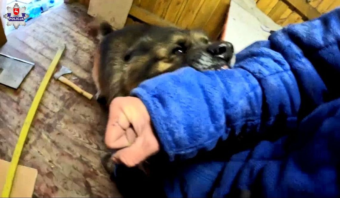 Czworonożni funkcjonariusze na szkoleniu w powiecie radzyńskim [WIDEO, ZDJĘCIA]