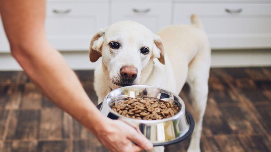 Teraz hitem jest catering dla psów
