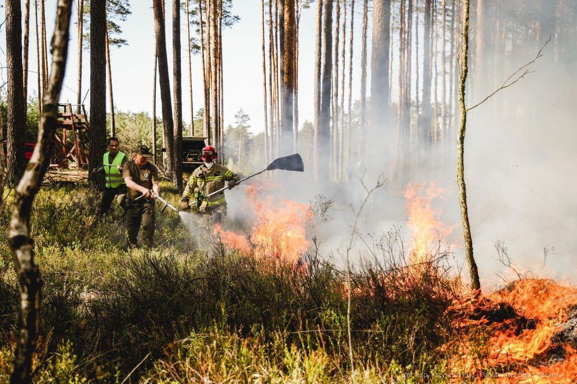 Pożar lasu w Nadleśnictwie Józefów gasi 100 zastępów straży
