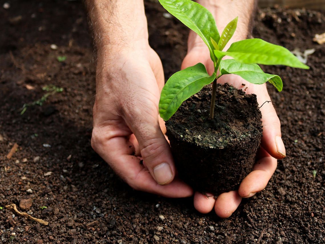 Drzewko za śmieci. Do rozdania mają 450 drzewek