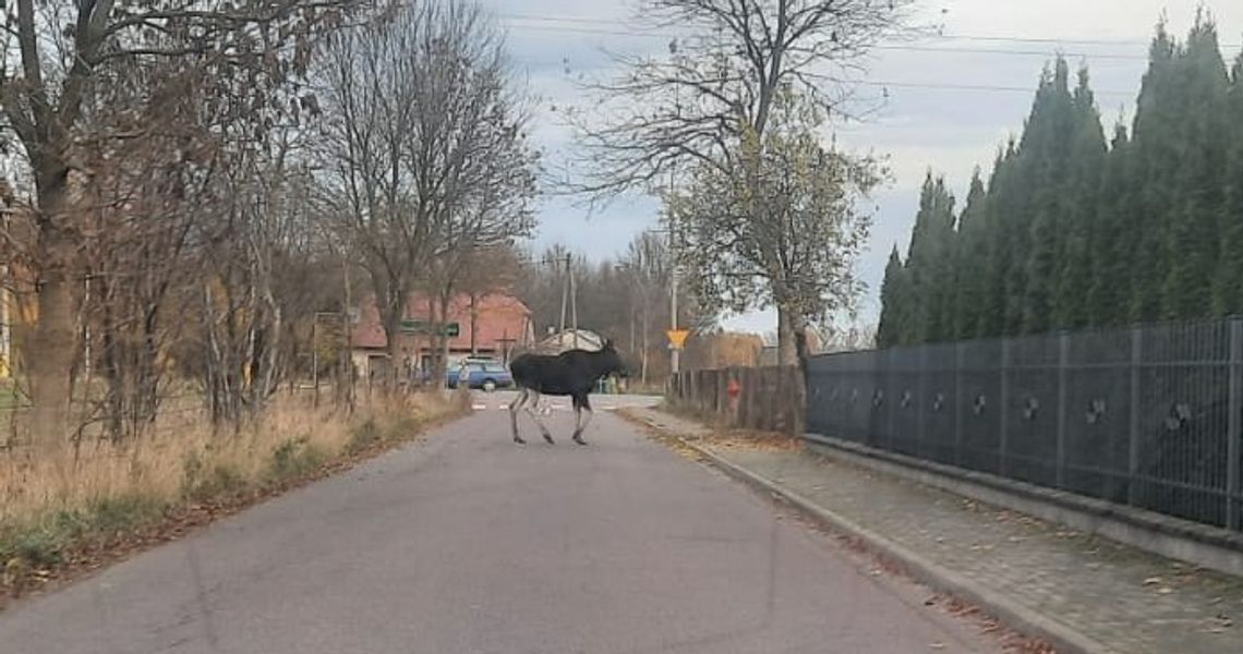 Dziś rano po ulicy Warszawskiej biegał łoś. Co się z nim stało?