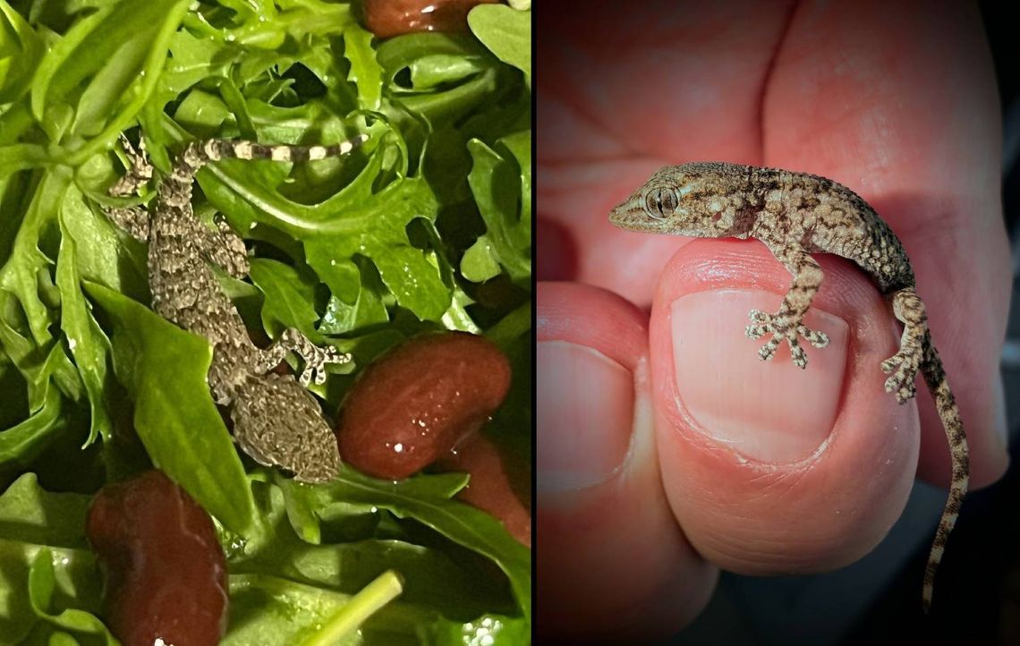 Lubelskie. Gekon zamieszkał w rukoli. Omal nie trafił do sałatki pani Karoliny z gminy Siedliszcze Lubelskie. Gekon zamieszkał w rukoli. Omal nie trafił do sałatki pani Karoliny z gminy Siedliszcze