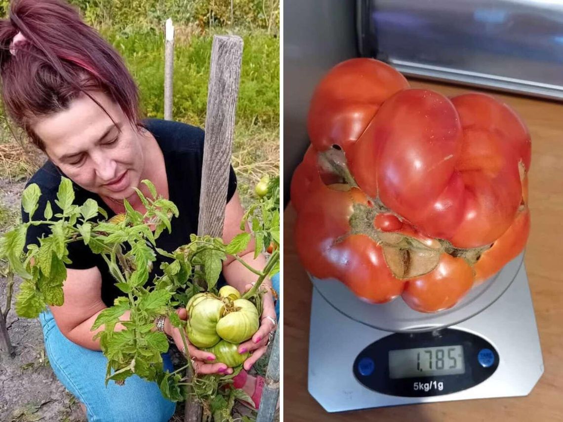 Gigantyczny pomidor z Jarczowa. Ważył prawie 2 kg! "Jedliśmy go z rodziną przez 2 dni"