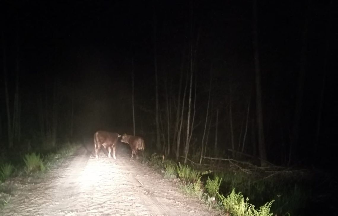 Pięć cielaków na gigancie. Kilku z nich jeszcze szukają