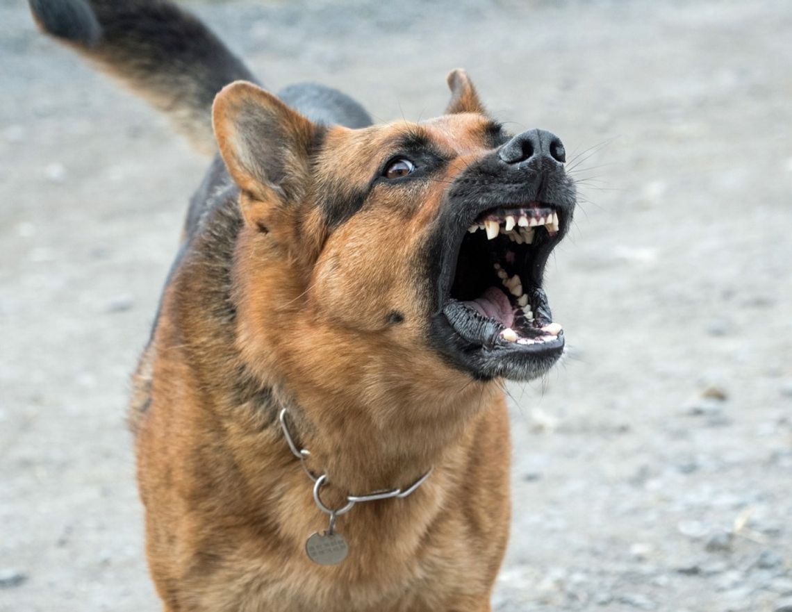Gmina Biała Podlaska: Terroryzują nas agresywne psy!