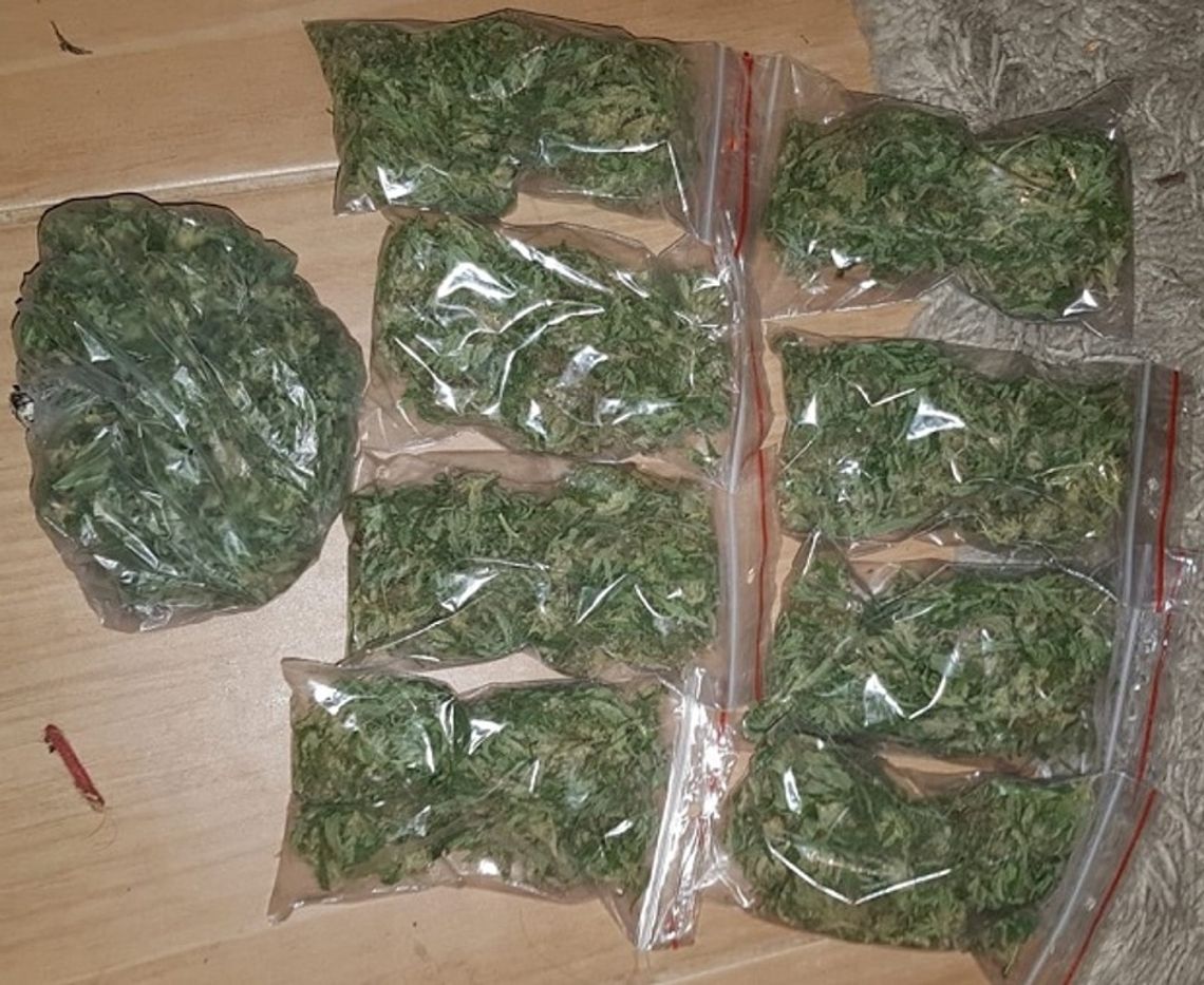 Gmina Biała Podlaska: Tymczasowy areszt za marihuanę