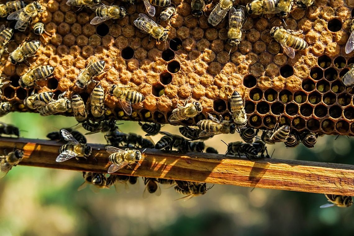 Gmina Konstantynów: Czy opryski zabiły pszczoły?