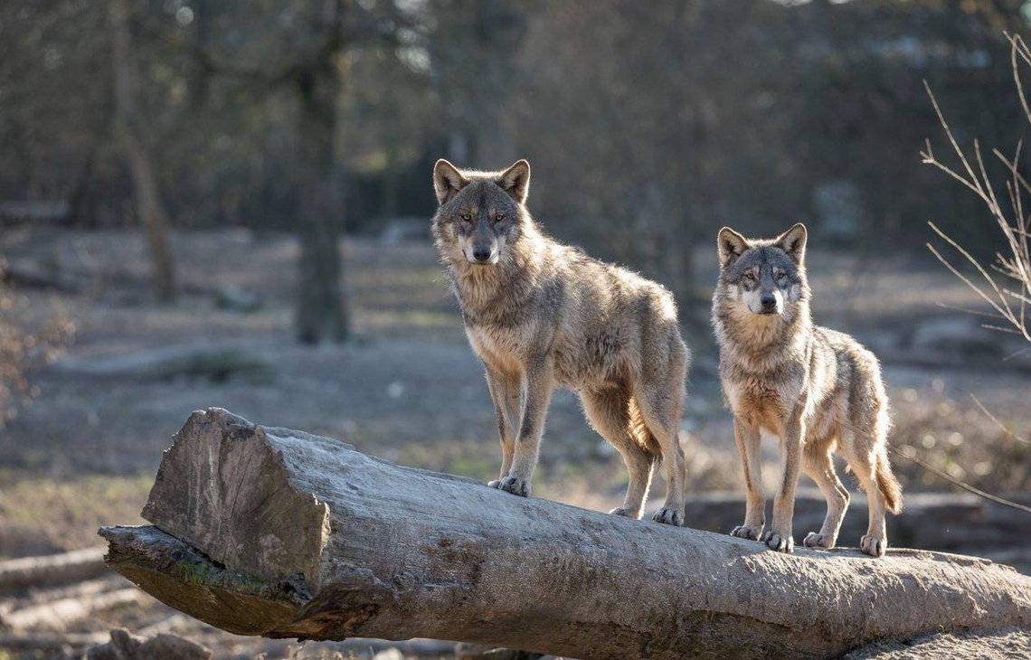 Gmina Łomazy. W Studziance wilki zagryzły psa