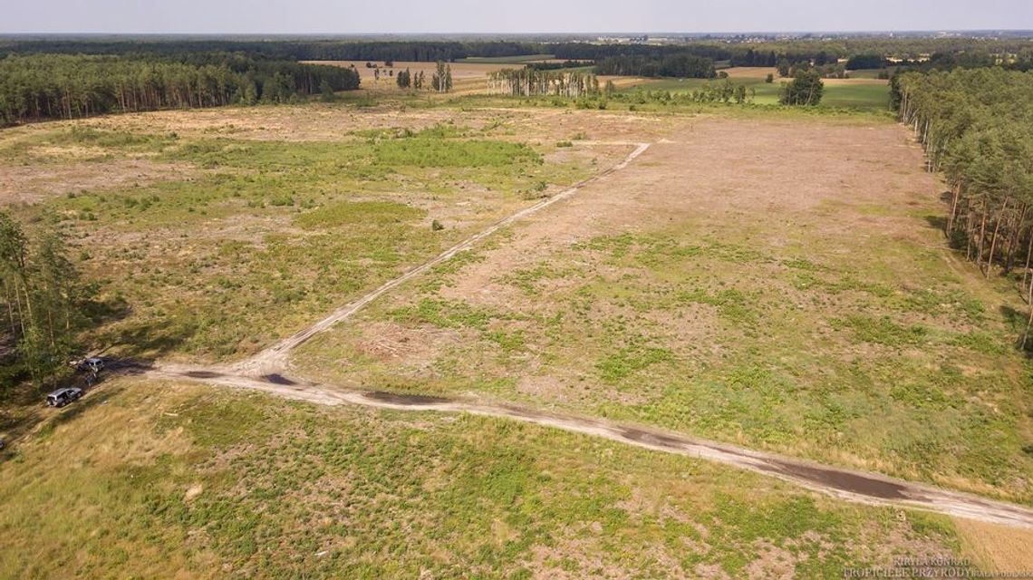 Gmina Rossosz: Bezprawnie wycięto cały las
