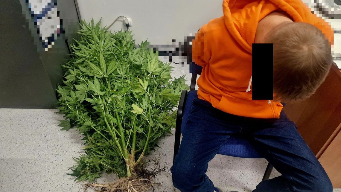 Gmina Siemień. Marihuana w słoikach i donicach Gmina Siemień. Marihuana w słoikach i donicach