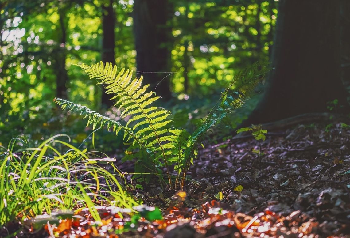 Gmina Sosnówka. Szukanie kwiatu paproci
