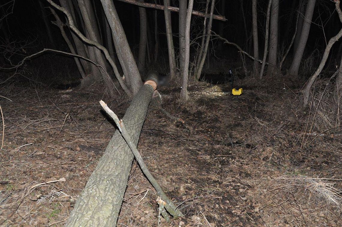 Gmina Terespol. Zginął podczas ścinania drzewa Gmina Terespol. Zginął podczas ścinania drzewa