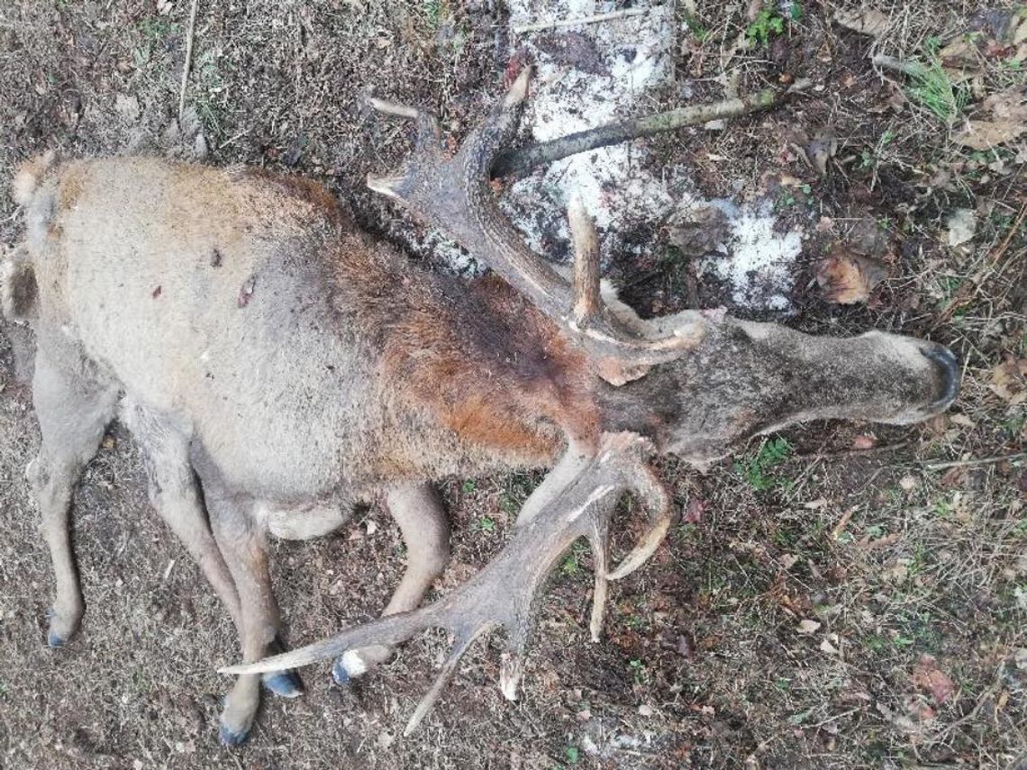 Gmina Terespol: Znalazła padłego jelenia, ale to myśliwi będą mogli odebrać trofeum