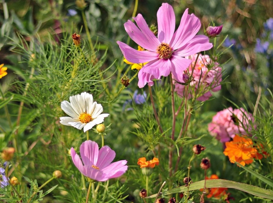 Gmina Wisznice. Warsztaty florystyczne