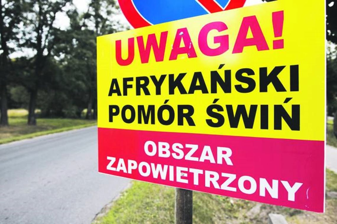 Gmina Wohyń/ powiat parczewski: ASF znów zbiera żniwo