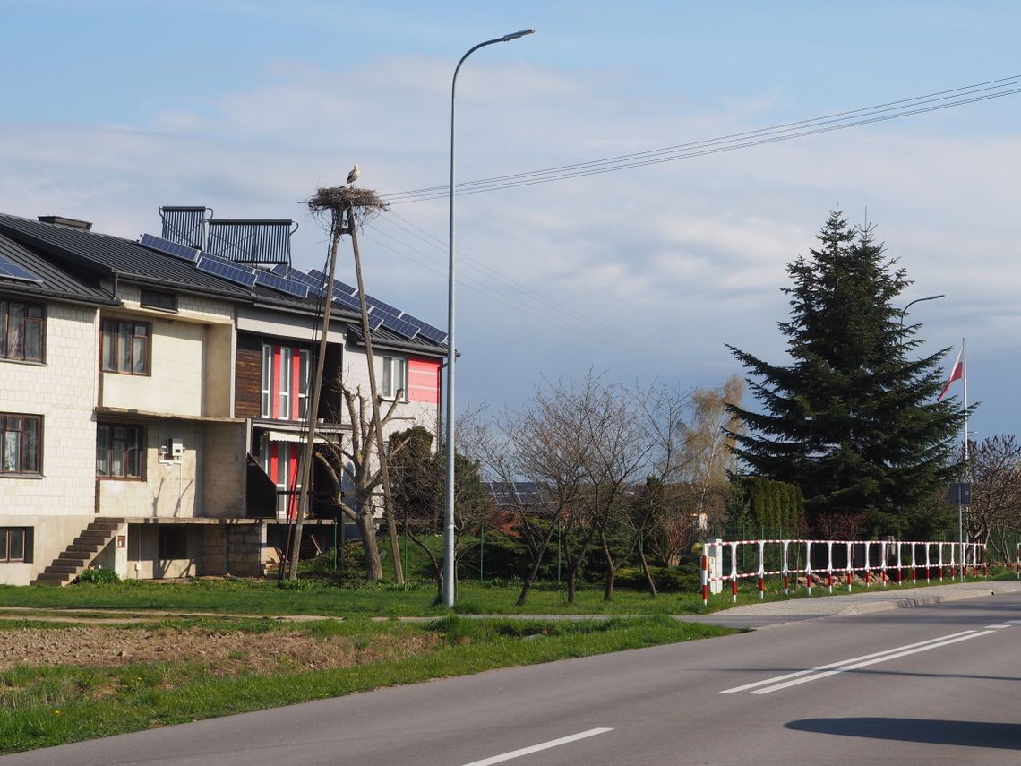 Gniazdo się odnalazło. Bociany nadal mieszkają w Polinowie!