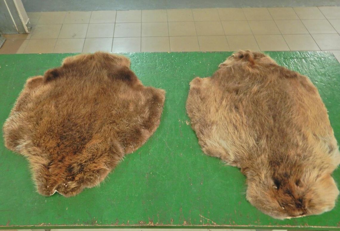 Granica w Terespolu: Skóry bobra w bagażu