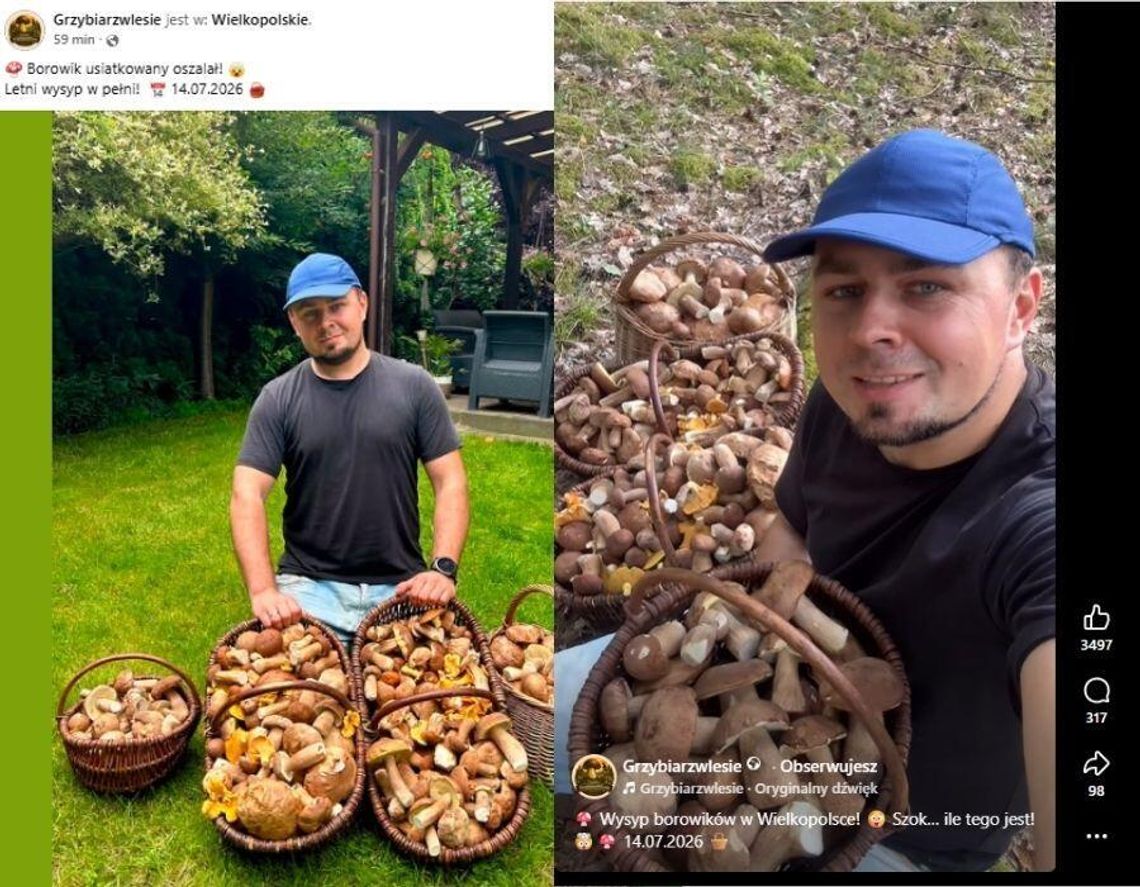 Kraj. Grzybiarz pokazał imponujący zbiór. Prawdziwy wysyp czy AI?