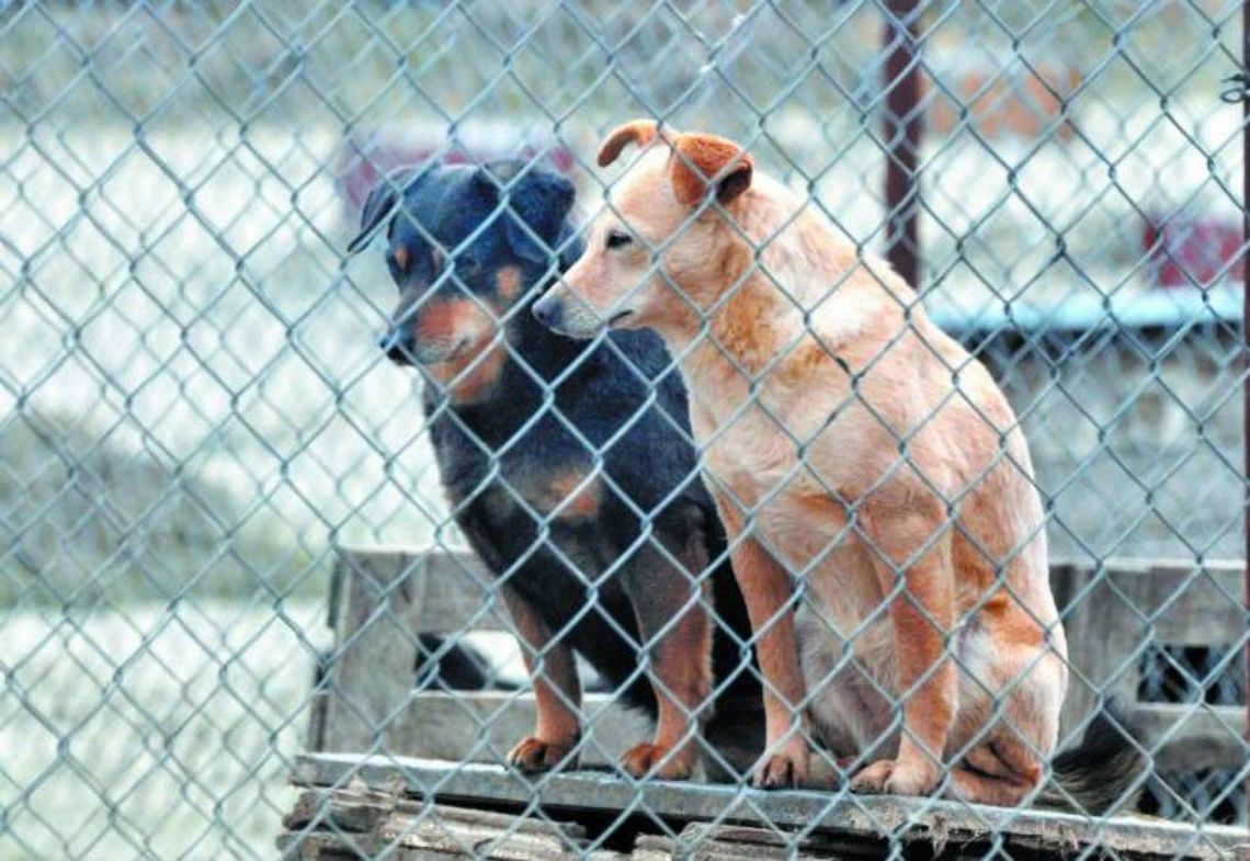 INTERWENCJA : Porzucenie psa to wyrok śmierci