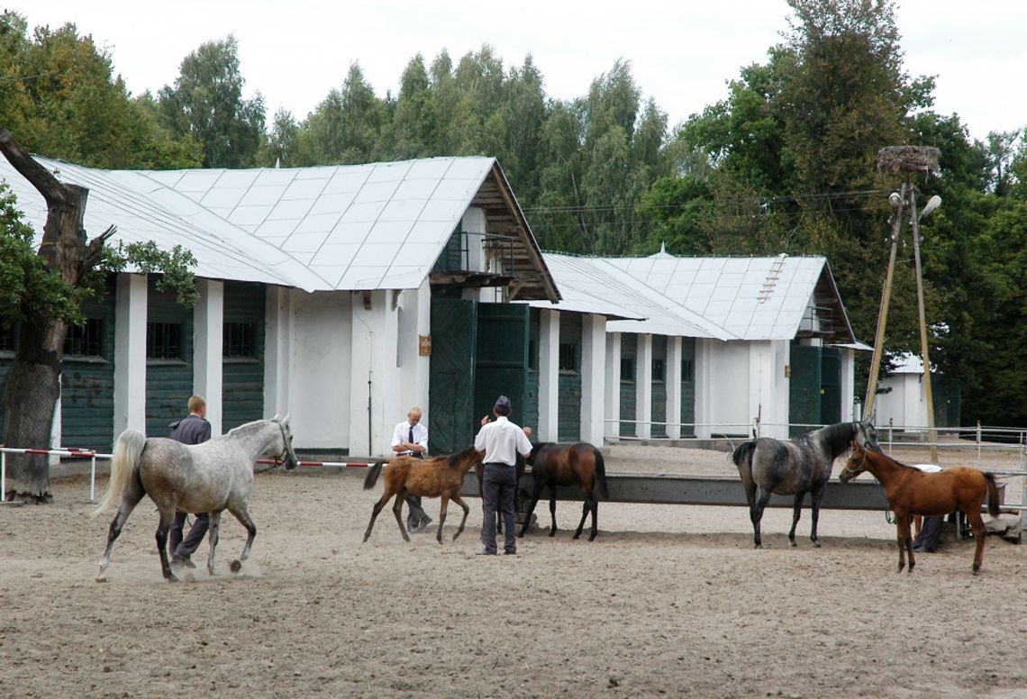 Janów Podlaski: Aukcja z udziałem publiczności Janów Podlaski: Aukcja z udziałem publiczności
