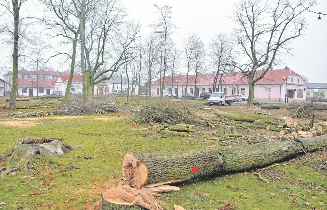 Janów Podlaski: Wycięto mnóstwo wiekowych drzew
