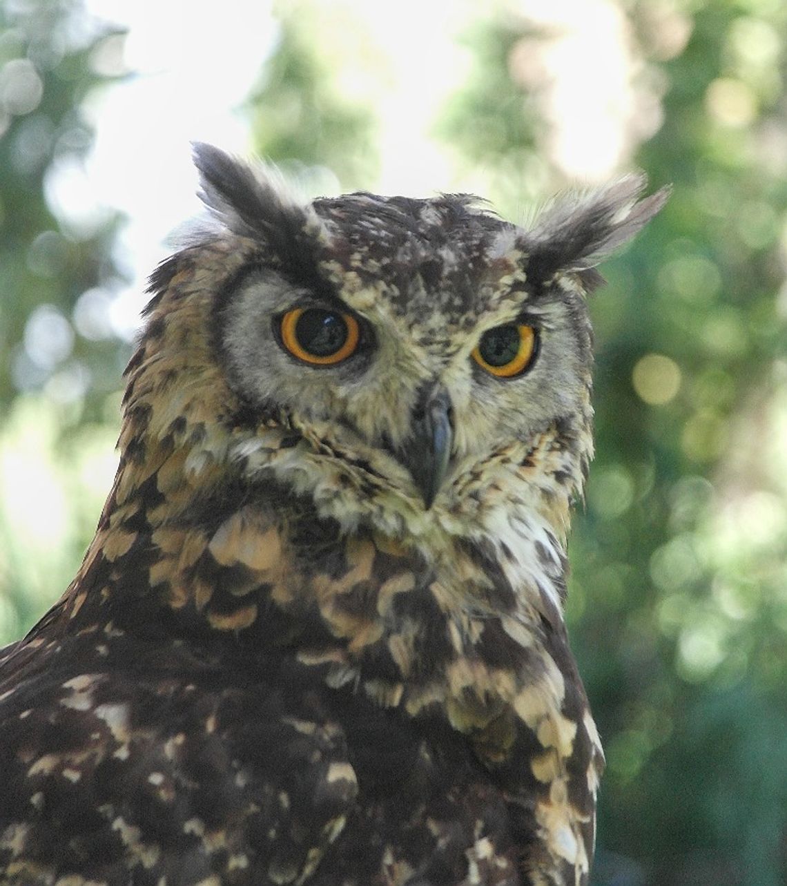 Janów Podlaski. Zapraszają na "Sowią Nockę"