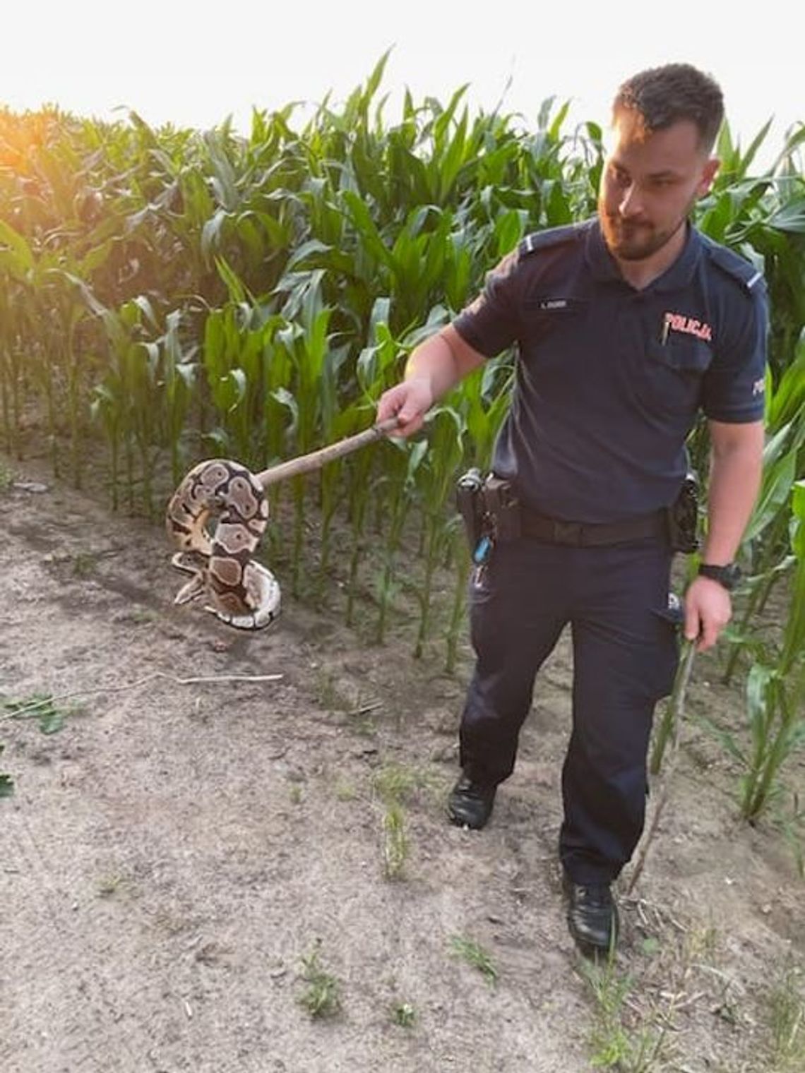 Jechała przez las. Nie spodziewała się, że spotka pytona królewskiego