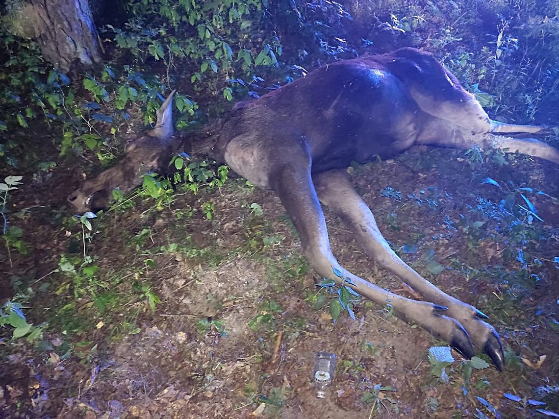 Kolejne zderzenie z łosiem. W aucie trójka dzieci Kolejne zderzenie z łosiem. W aucie trójka dzieci