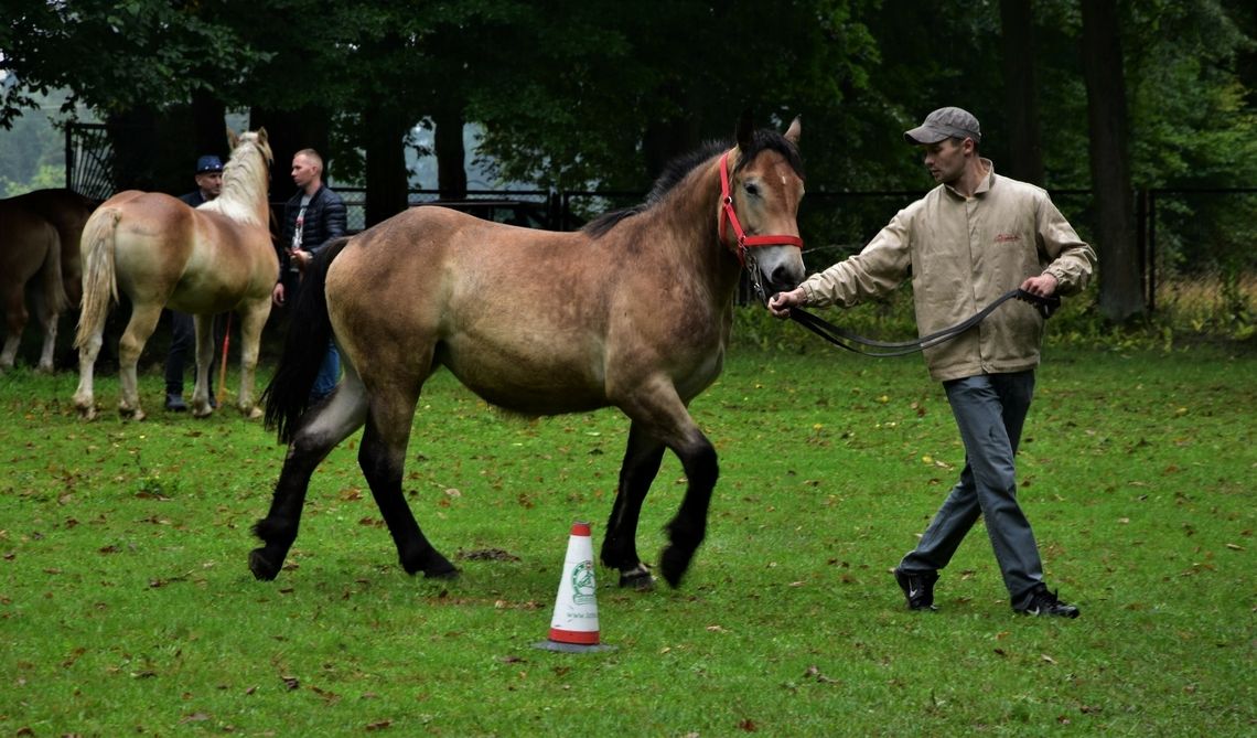 Kolejny przegląd koni zimnokrwistych już za nami Kolejny przegląd koni zimnokrwistych już za nami