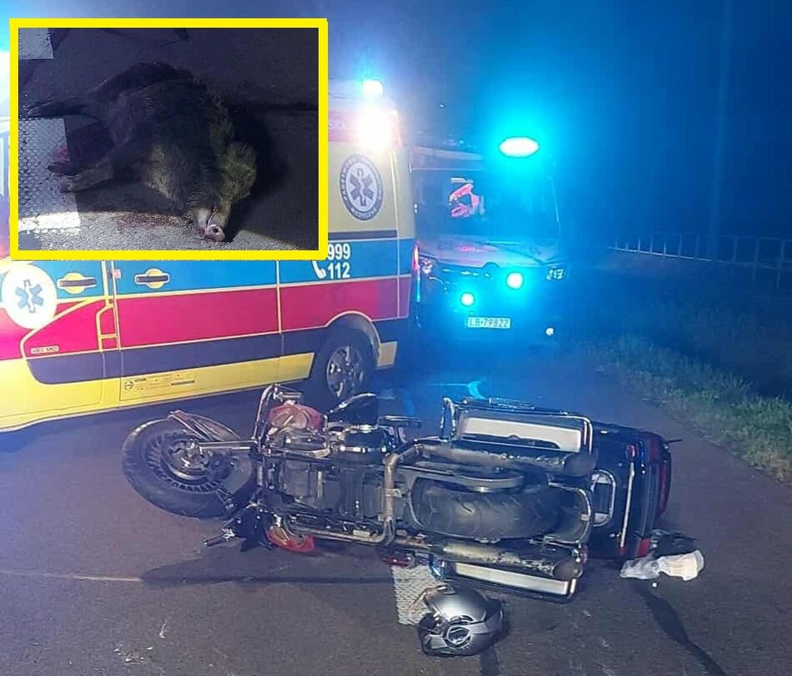Kolizja motocyklisty z dzikiem w Małaszewiczach Małych
