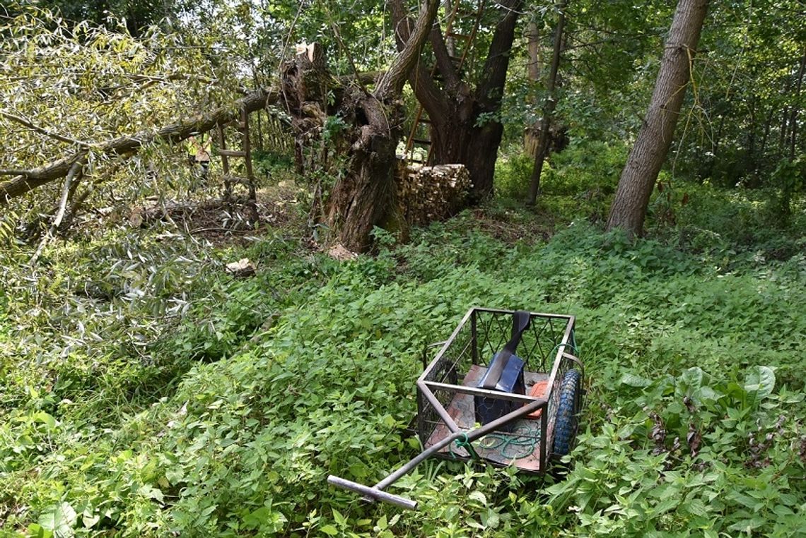 Konar spadł na 75-latka. Mężczyzna zginął na miejscu