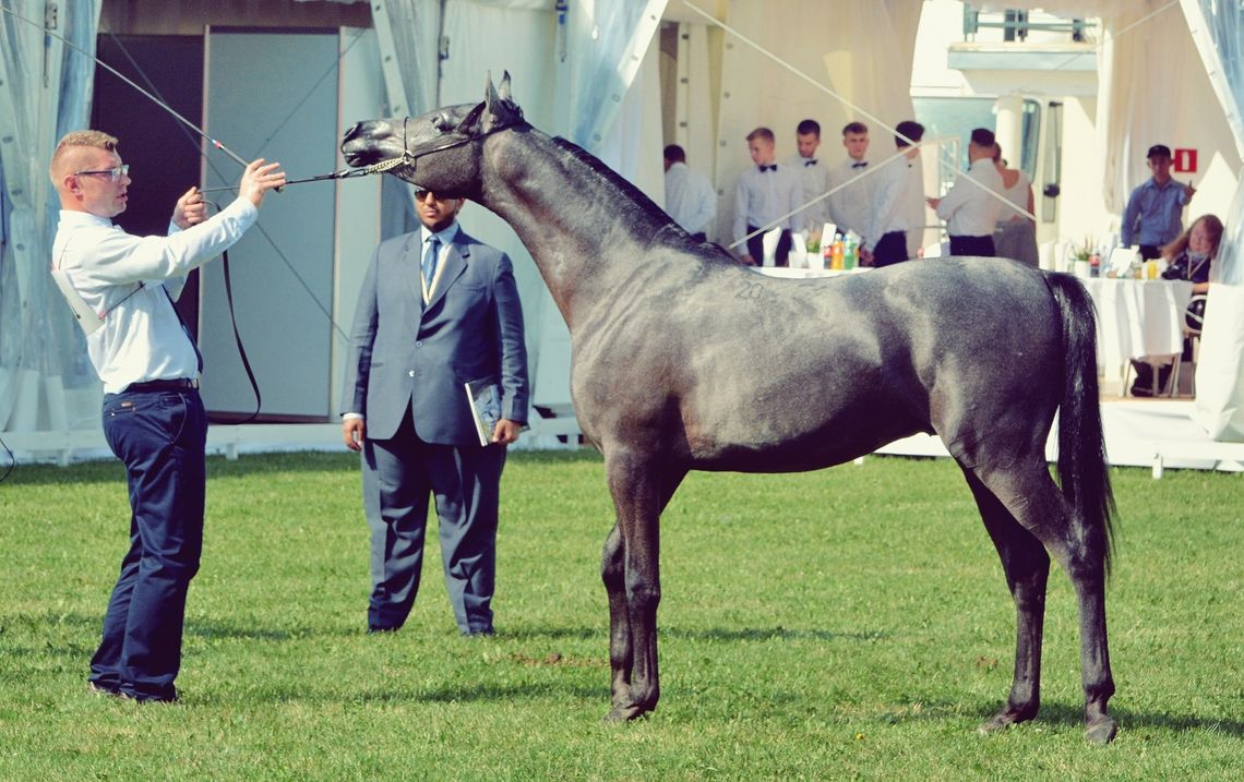 Konkurencyjna aukcja koni odbędzie się w... Krakowie