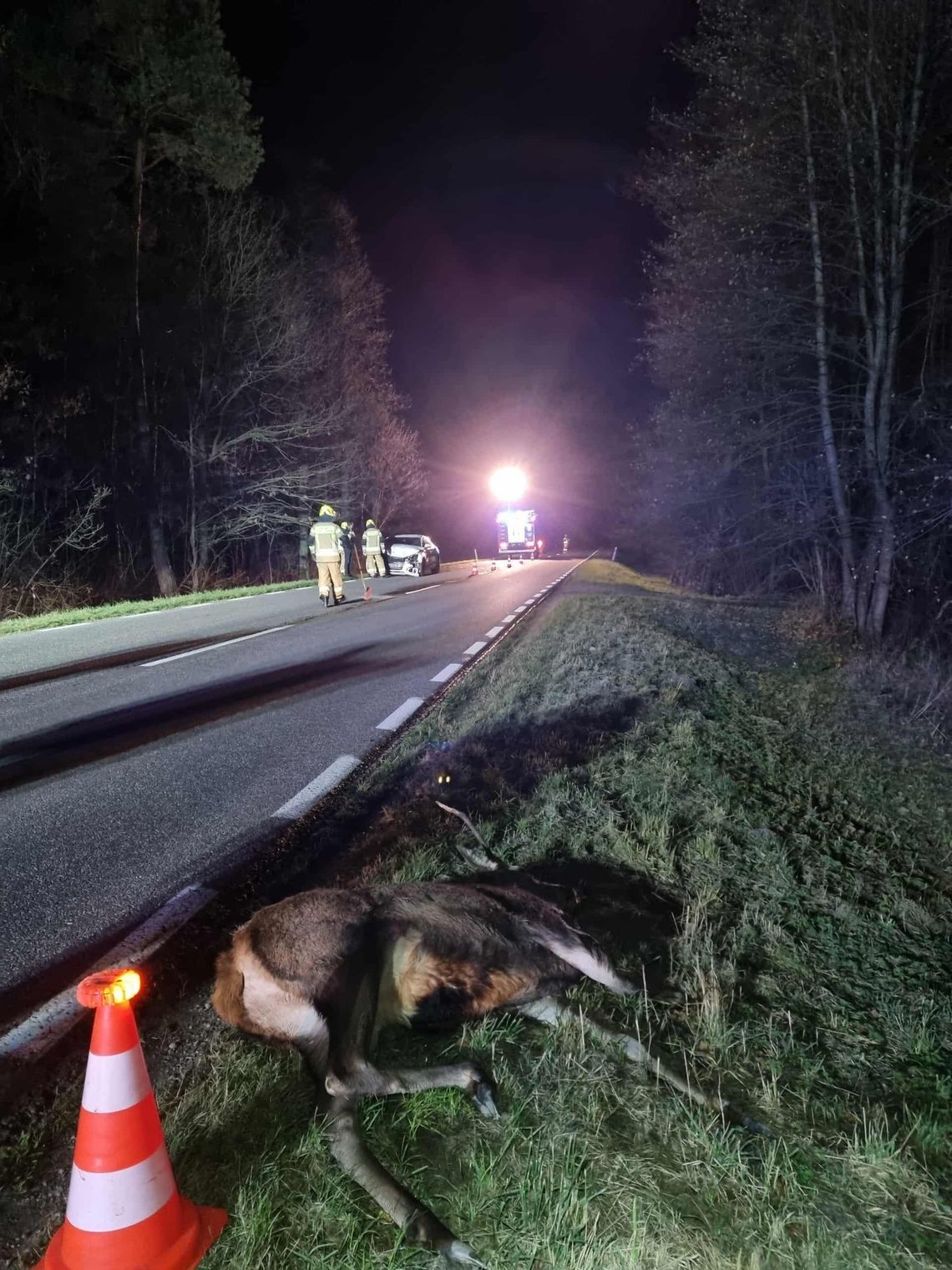 dzikie zwierzę na poboczu, Kożanówka, listopad 2025