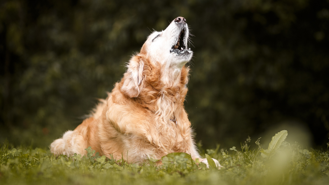 Kto odpowiada za szczekanie psów? I kto ma je uciszyć?
