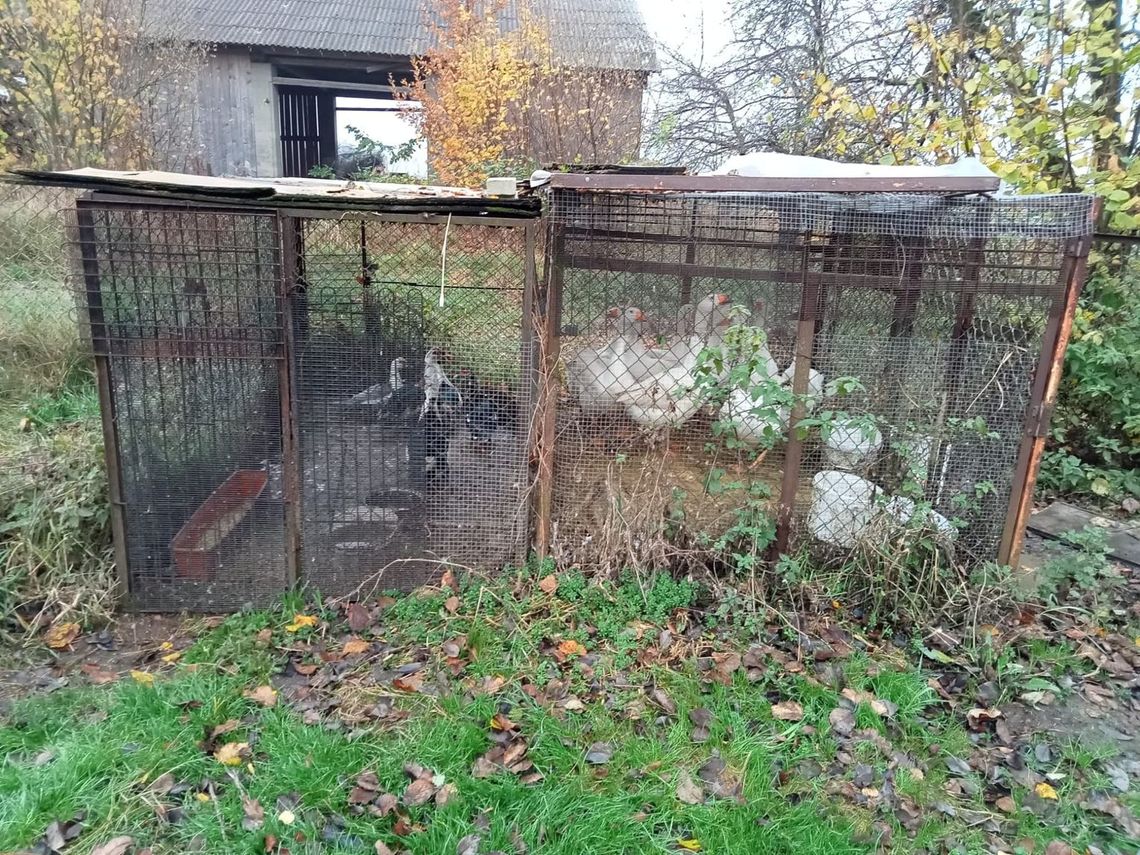 Lekarz weterynarii: zwierzęta są nakarmione i mają wodę do picia