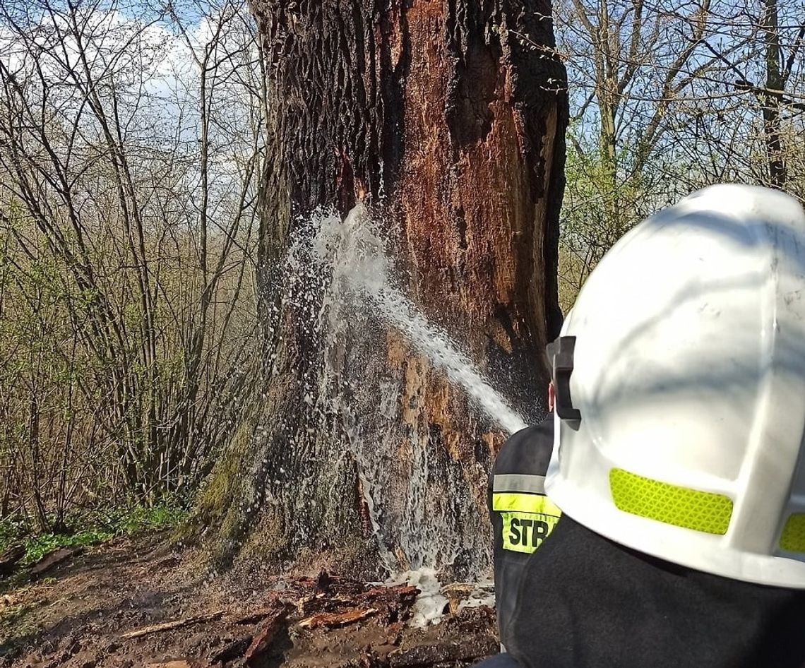 Leśna Podlaska: Palił się "Dąb Miłości" Leśna Podlaska: Palił się "Dąb Miłości"