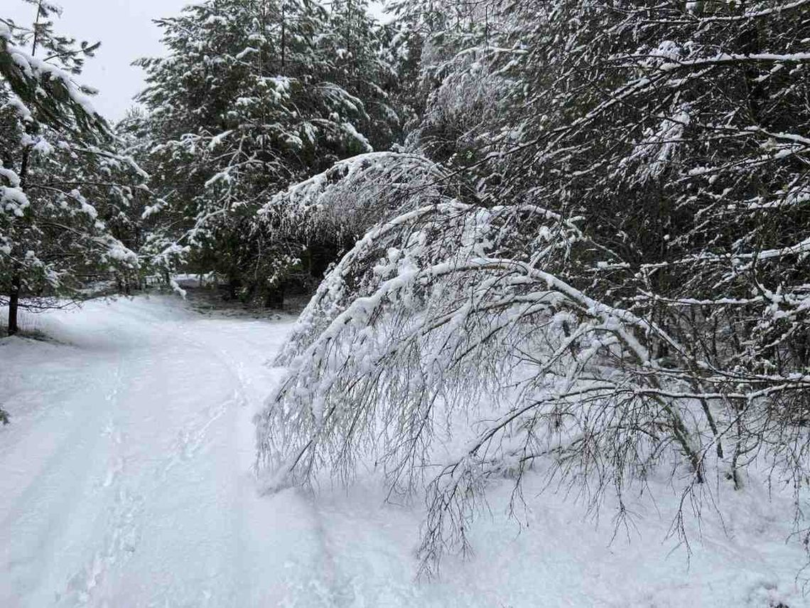 Leśnicy ostrzegają: zimą czai się okiść. Grozi mieszkańcom wchodniej Polski