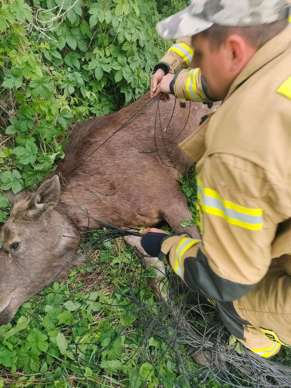 Łoś uwięziony w sieci! Nietypowa akcja ratunkowa