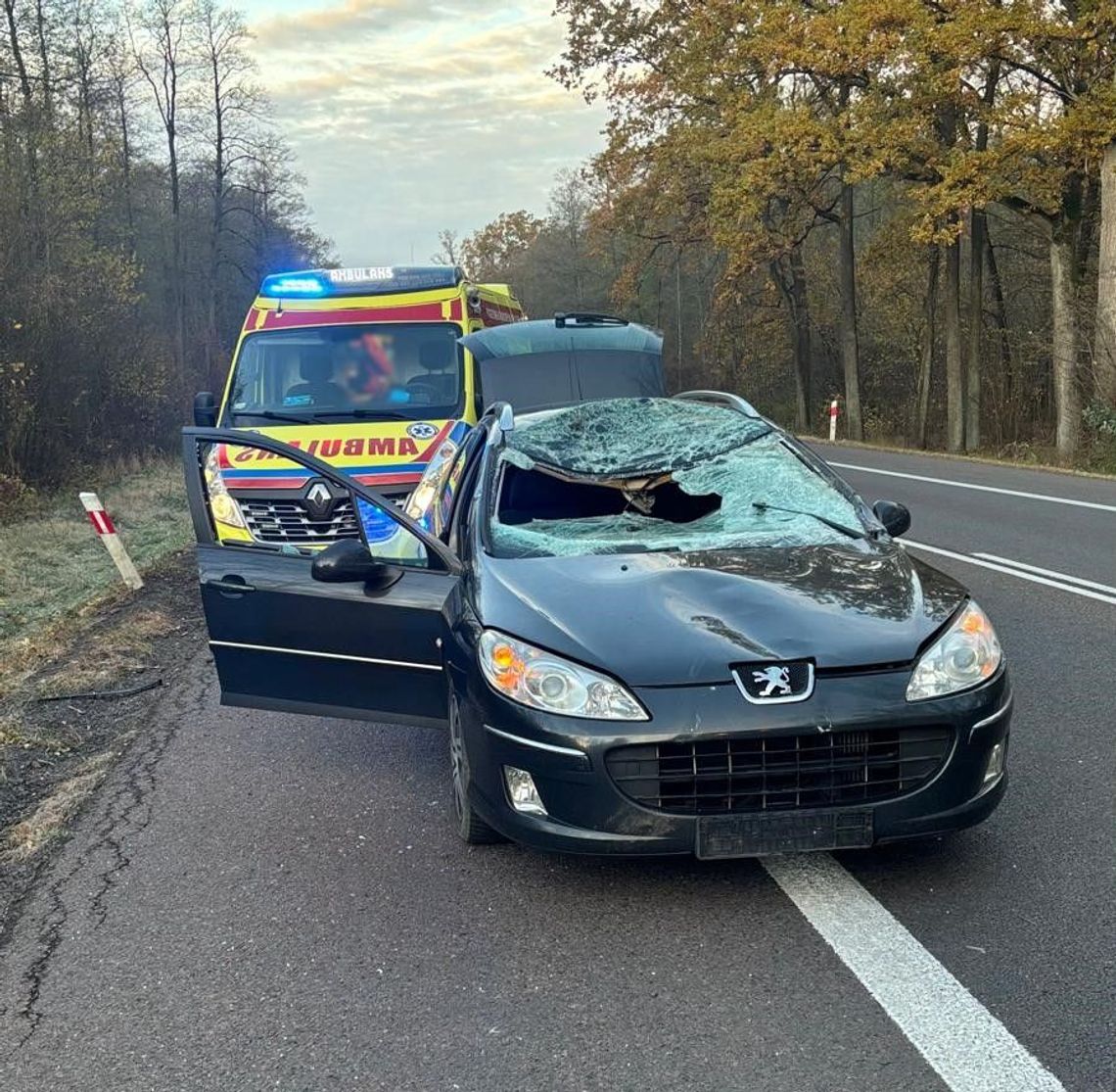 Łoś wybiegł wprost pod koła samochodu