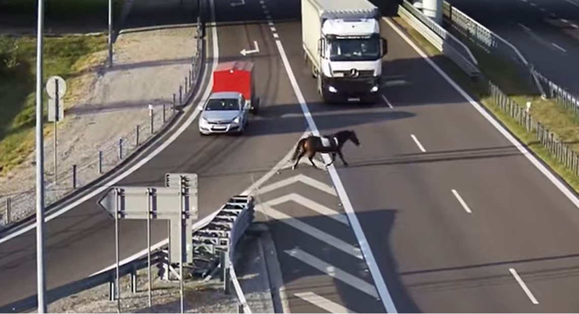 Lubelskie. Koń na ekspresówce. Kierowcy zachowali zimną krew [WIDEO]