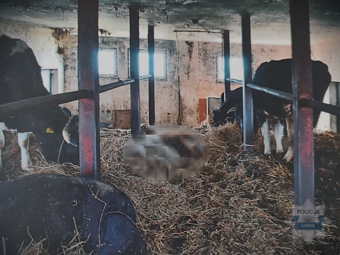 Makabra w gospodarstwie. Krowy konały z wycieńczenia