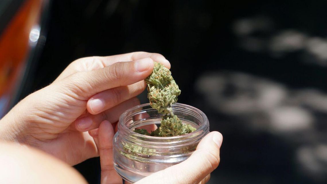 Marihuana na własny użytek legalna. Jest już projekt ustawy i zacznie się walka w Sejmie