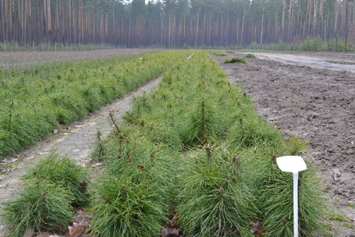 Miliony sadzonek w szkółce leśnej "Stołpno" w Nadleśnictwie Międzyrzec