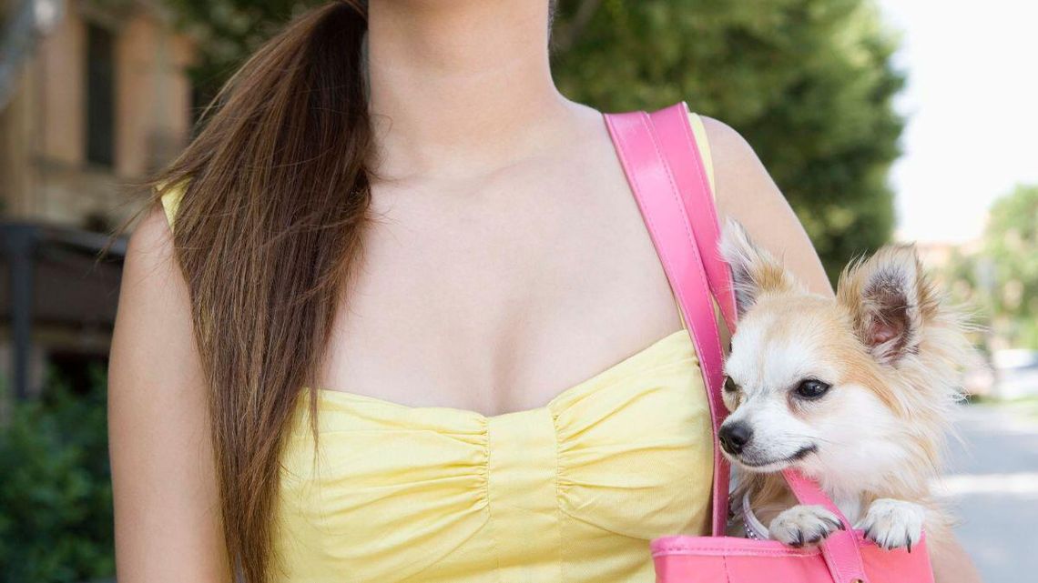 Na wakacje do hotelu z psem Na wakacje do hotelu z psem