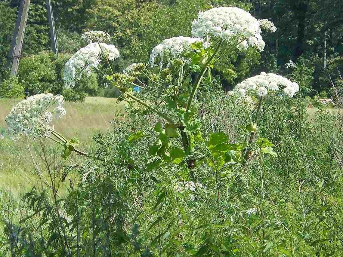 Najgroźniejsza roślina w Polsce. Lepiej się do niej nawet nie zbliżać Najgroźniejsza roślina w Polsce. Lepiej się do niej nawet nie zbliżać