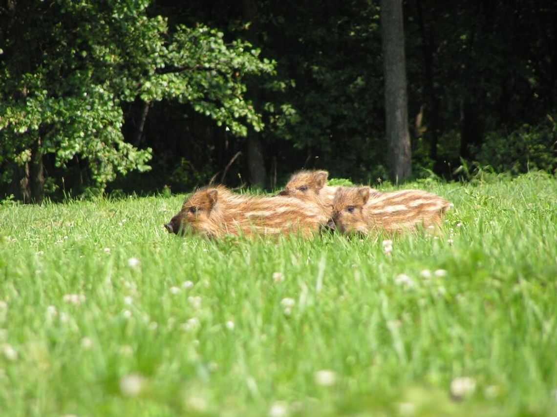 Najwięcej dzików odstrzelono w powiecie bialskim