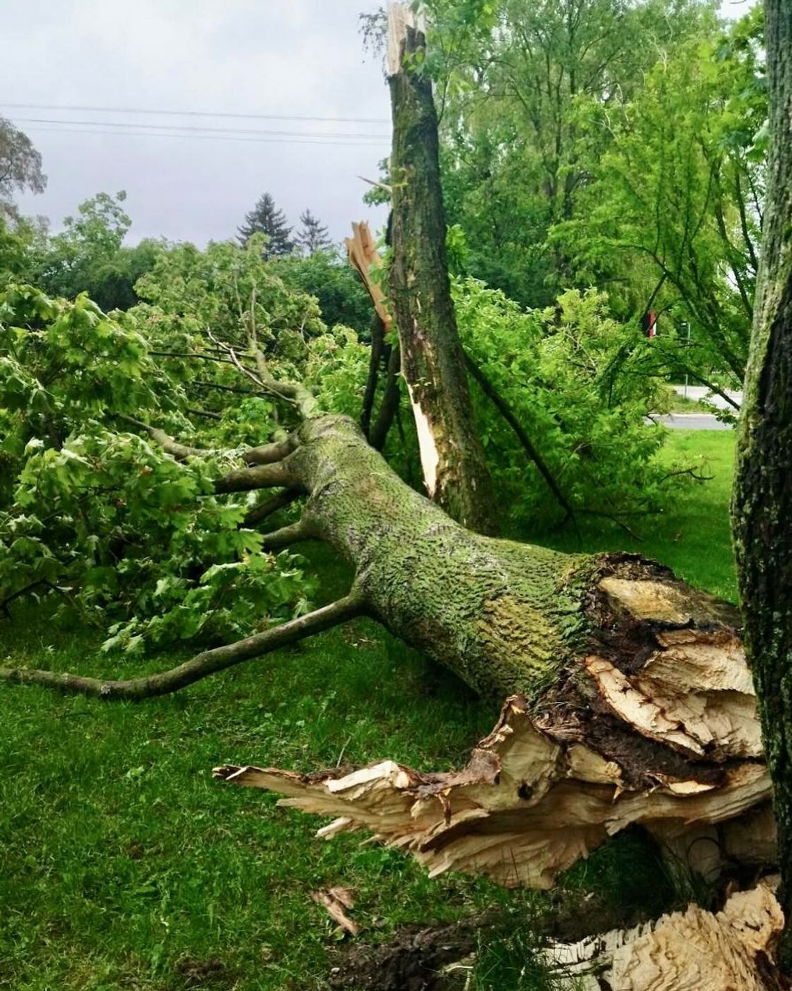 Radzyń Podlaski. Nawałnica powaliła drzewa w parku