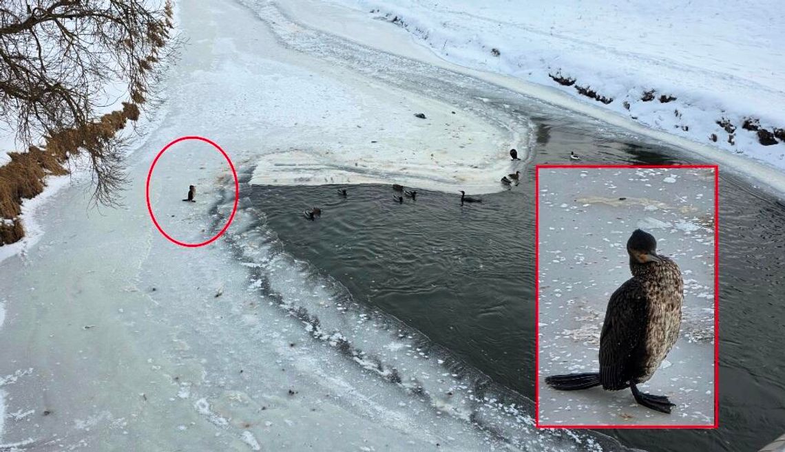 Nie udało się uratować kormoranów