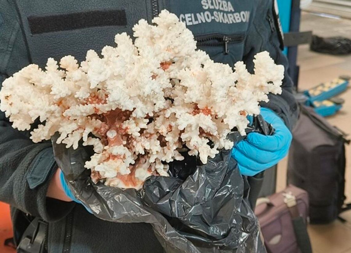 Nielegalna pamiątka z podróży. Koralowiec skonfiskowany na granicy w Terespolu