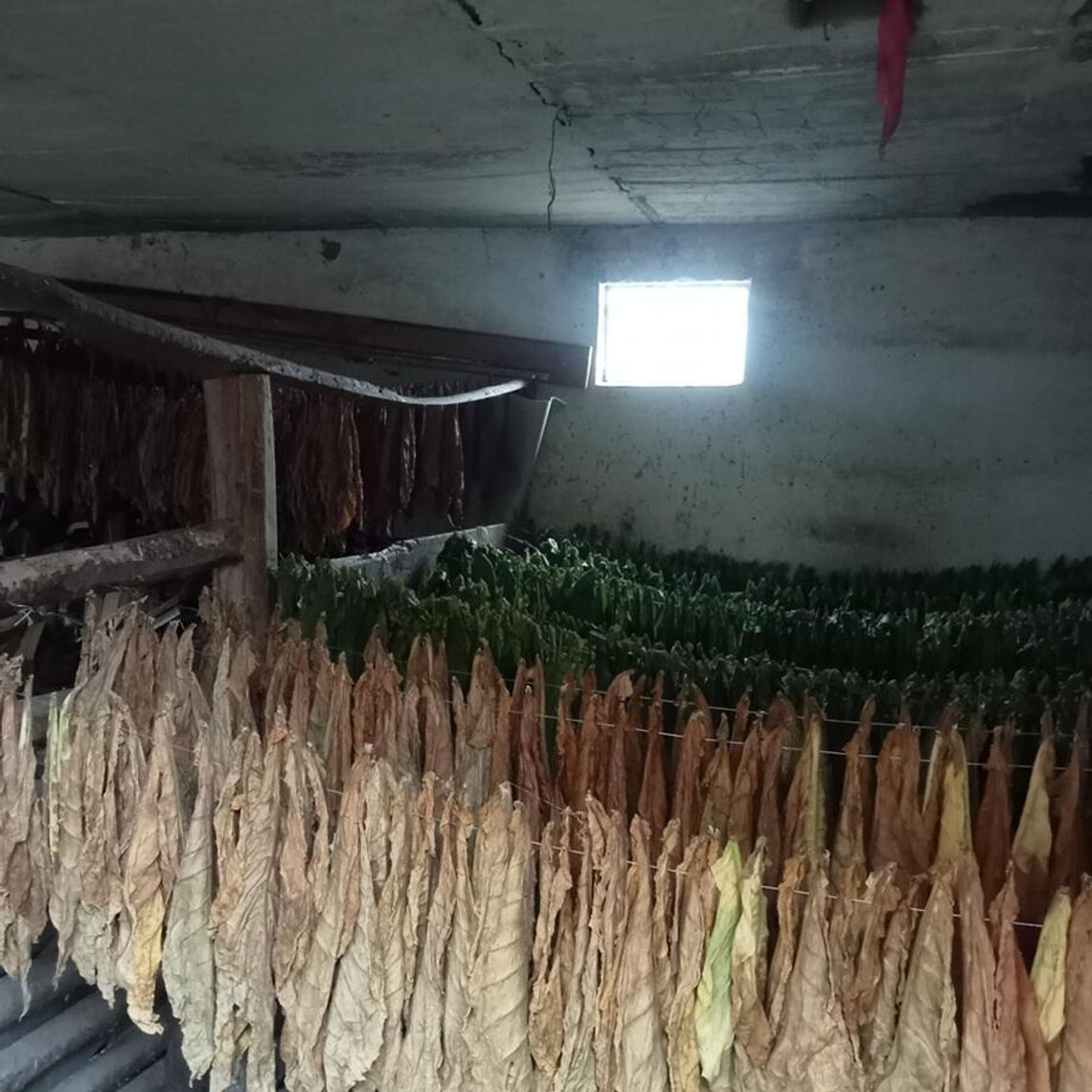 Nielegalna produkcja papierosów w gminie Terespol [ZDJĘCIA]